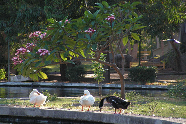 Parque Regional Metropolitano (Zoológico, Albercas, Áreas Verdes)